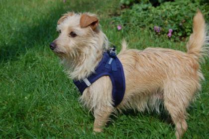 ELLILEIN - Mischling - 4 Jahre - Tierhilfe-Franken e.V.