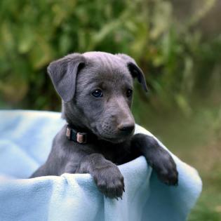 Traumhaft schoene & sanfte Welpen/ Familienhunde Koolie x Whippet