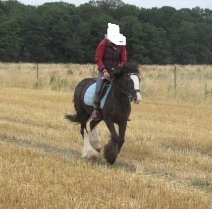 Tinker Stute Geländepferd