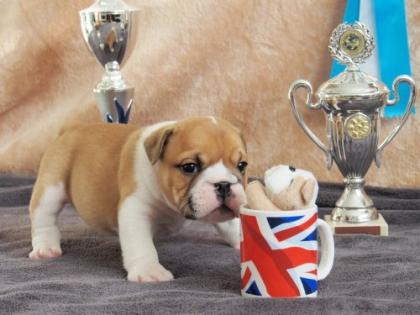 Englische Bulldoggenwelpen abzugeben