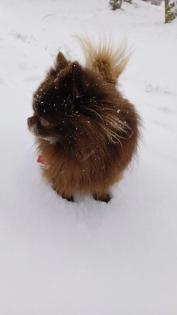 Chihuahua Deckrüde dark schoko