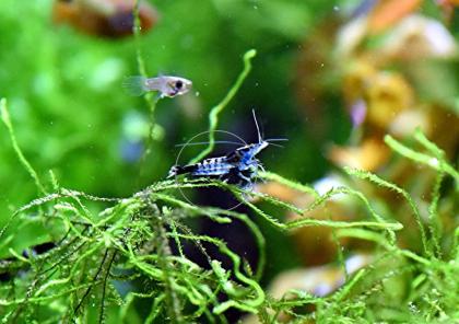 Carbon Rili Blue, Zwerggarnele, reinerbig (Versand/ Abholung)