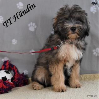 2 Tibet Terrier Welpen in der Farbe Zobel suchen eine neue Familie!