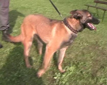 Malinois Hündin