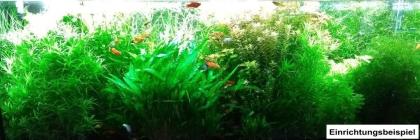 Raubschnecken, Anentome helena (Versand/ Abholung)