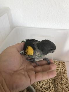 Blaustirnamazonenbabys , meyers