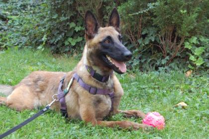 JARINA - Malinois - 1 Jahr 4 Monate - Tierhilfe-Franken e.V.