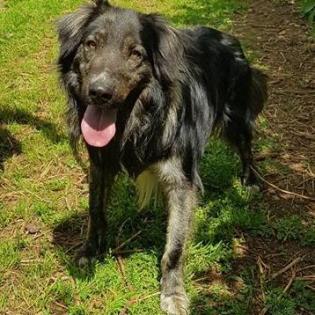 Sony - wird noch groß und nur für erfahrene Halter