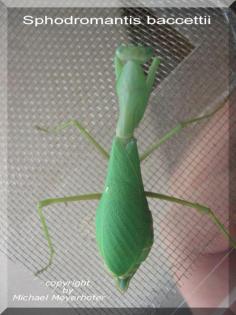 Sphodromantis baccettii L/3
