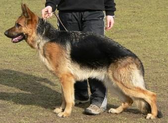 Schäferhündin