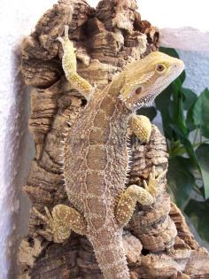 1.0 Bartagamen Bock mit Gelbanteil