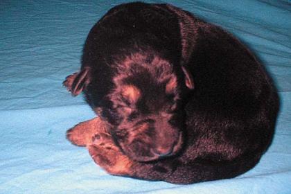 Mixbabies Schäferhund-Golden