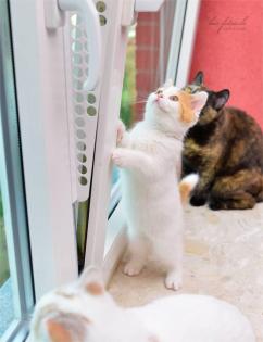 Kippfensterschutz für Katzen, OHNE BOHREN OHNE KLEBEN -System 4