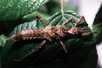 Aretaon asperrimus/Extatosoma/Carausius