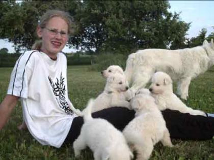 Weisse Schäferhund Welpen