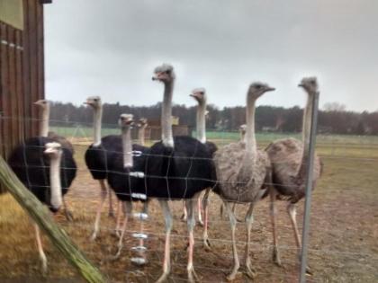 Laufvögel Strausse, Strauße, Strauss, Strauß, Straussenei, Straußenei