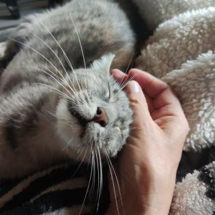 SALLY -europäische Hauskatze - 1 Jahr - Tierhilfe-Franken e.V.
