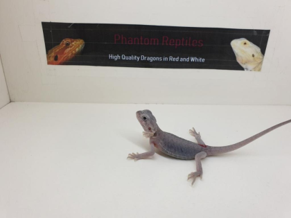 Seltene weiße Zero Hypo Translucent Leatherback Bartagamen Pogona Vitticeps