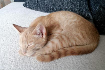 PEPE - europäische Hauskatze - ca. 4 Monate - Tierhilfe-Franken e.V.