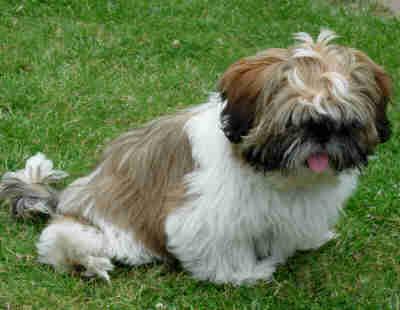 Liebevollen Shih Tzu
