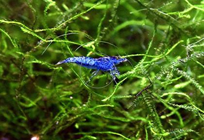 Carbon Rili Blue, Zwerggarnele, reinerbig (Versand/ Abholung)