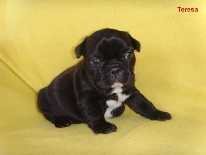 Französische Bulldogge