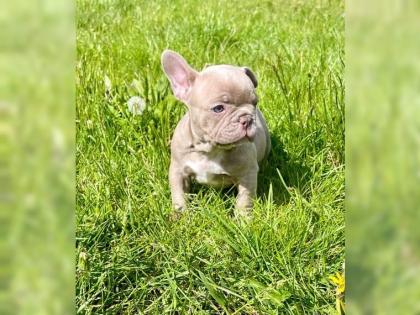 Sehr sportliche und gesunde Französische Bulldoggen Welpen