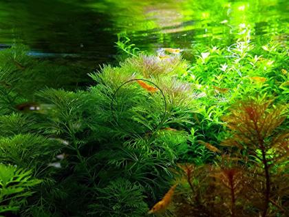 Kleine Ambulia, Wasserpflanzen, Versand