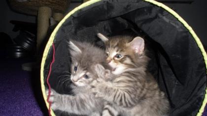 Typvolle Norwegische Waldkatzenbabys sehr verschmußt mit schönen Luxpinselchen ,