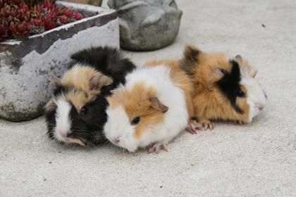 Meerschweinchen