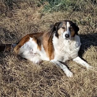 Tripos-ein kleines Notfell