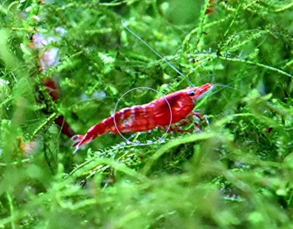 Red Fire Garnele, Zwerggarnele, reinerbig, 9€/ 10 Stck. (Versand/ Abholung)