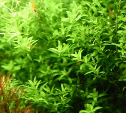 Quirlblättriges Perlenkraut, Bündel, Aquarienpflanzen (Versand/ Abholung)