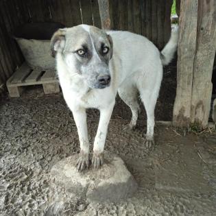 Kira - mit vile Charisma