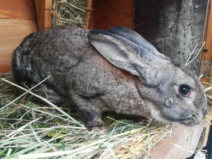 Deutsche Riesen haesin