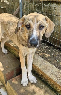 Murphy sucht ein passendes Zuhause