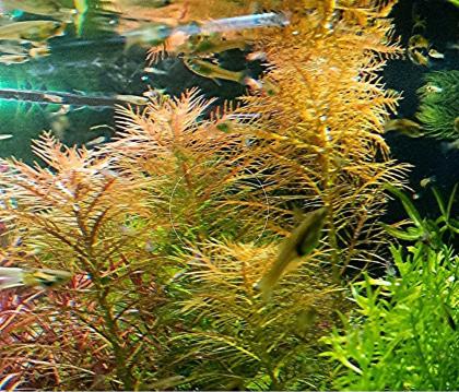 Amerikanisches Kammblatt, RARITÄT, Aquarienpflanzen, Versand