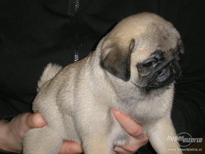 Mops - zu verkaufen Welpen mit Stammbaum FCI - beige und schwarz