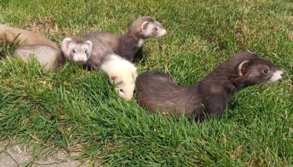 Bildhübsche junge Frettchen abzugeben