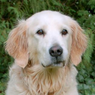 TESINA - Golden Retriever - 9 Jahre - Tierhilfe-Franken e.V.