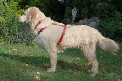 TESINA - Golden Retriever - 9 Jahre - Tierhilfe-Franken e.V.