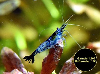Zwerggarnelen, reinerbig, ab 0, 90€ (Versand/ Abholung)