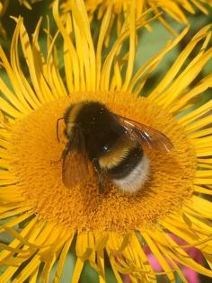 Insel Fehmarn in der Ostsee