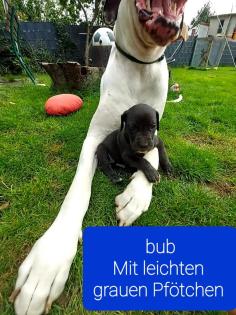 Deutsche dogge