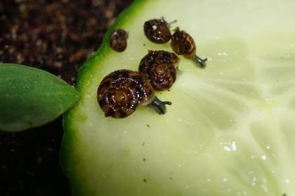 Verschiedene Schnecken *keine Achatschnecken*