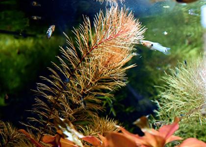 Rotes Mato Grosso Tausendblatt, Bündel, Wasserpflanzen (Versand/ Abholung)