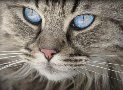 Dein Katzensitter vorOrt - Katzenbetreuung - Katzensitting - Tierbetreuung - Kat
