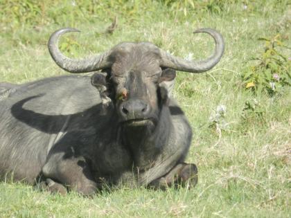 Kenia Safaris mit einem Jeep