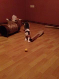 Rocky, Kater, 2 Jahre jung, lieb, ruhig, zutraulich, kastriert