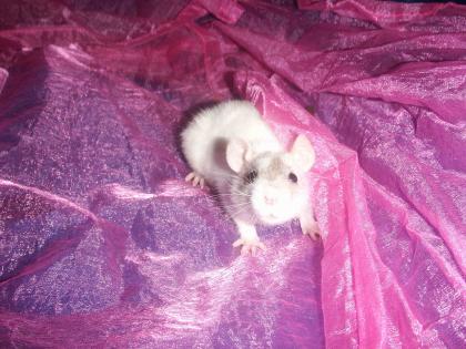 Rattenhobbyzüchterin Hannover